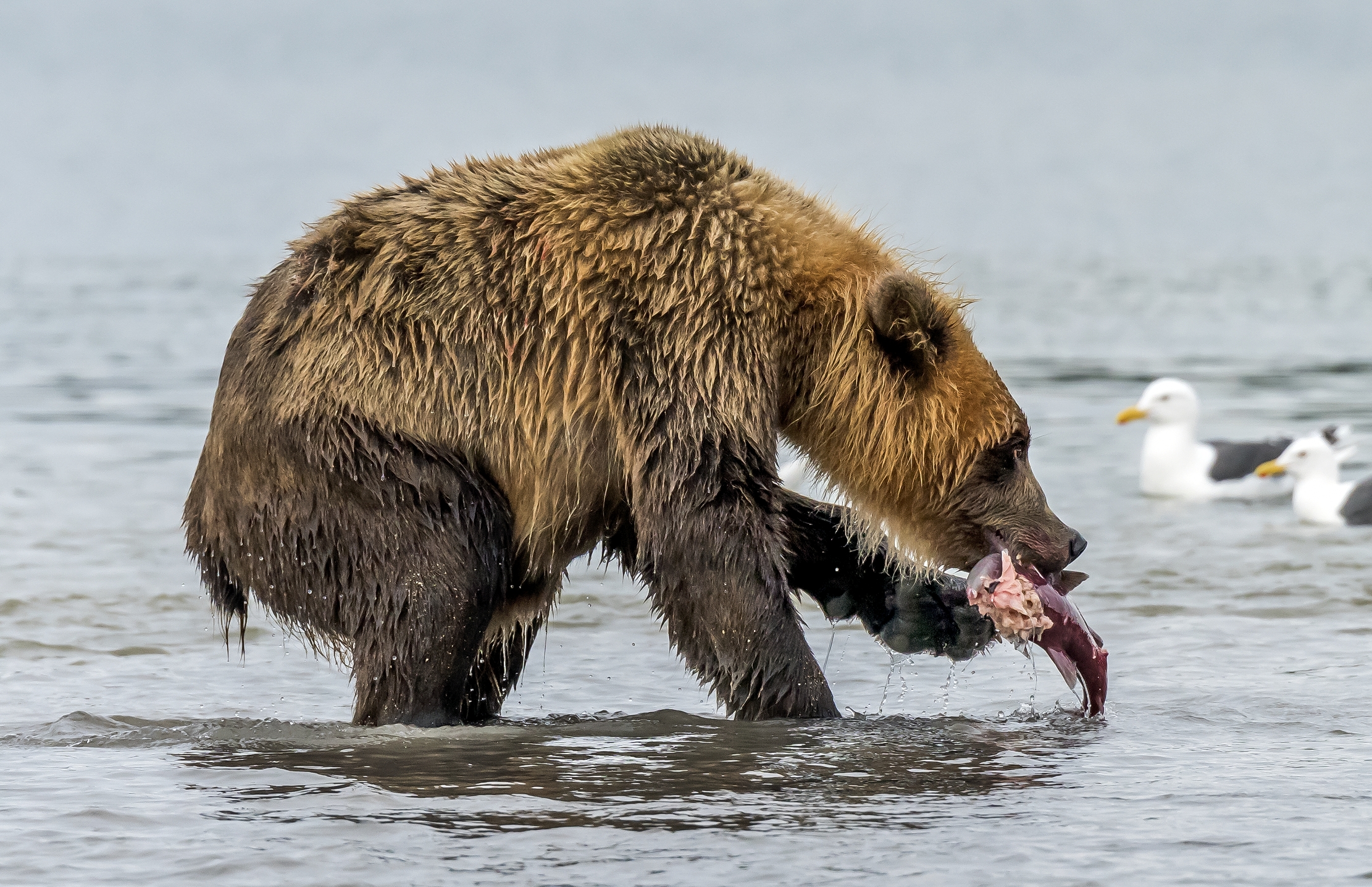 Kamchatka 2016 - Merenda