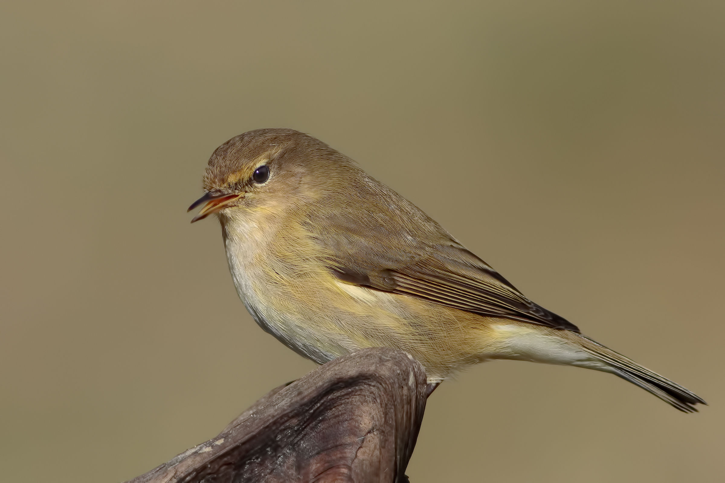 Chiffchaff (Phylloscopus collybita)