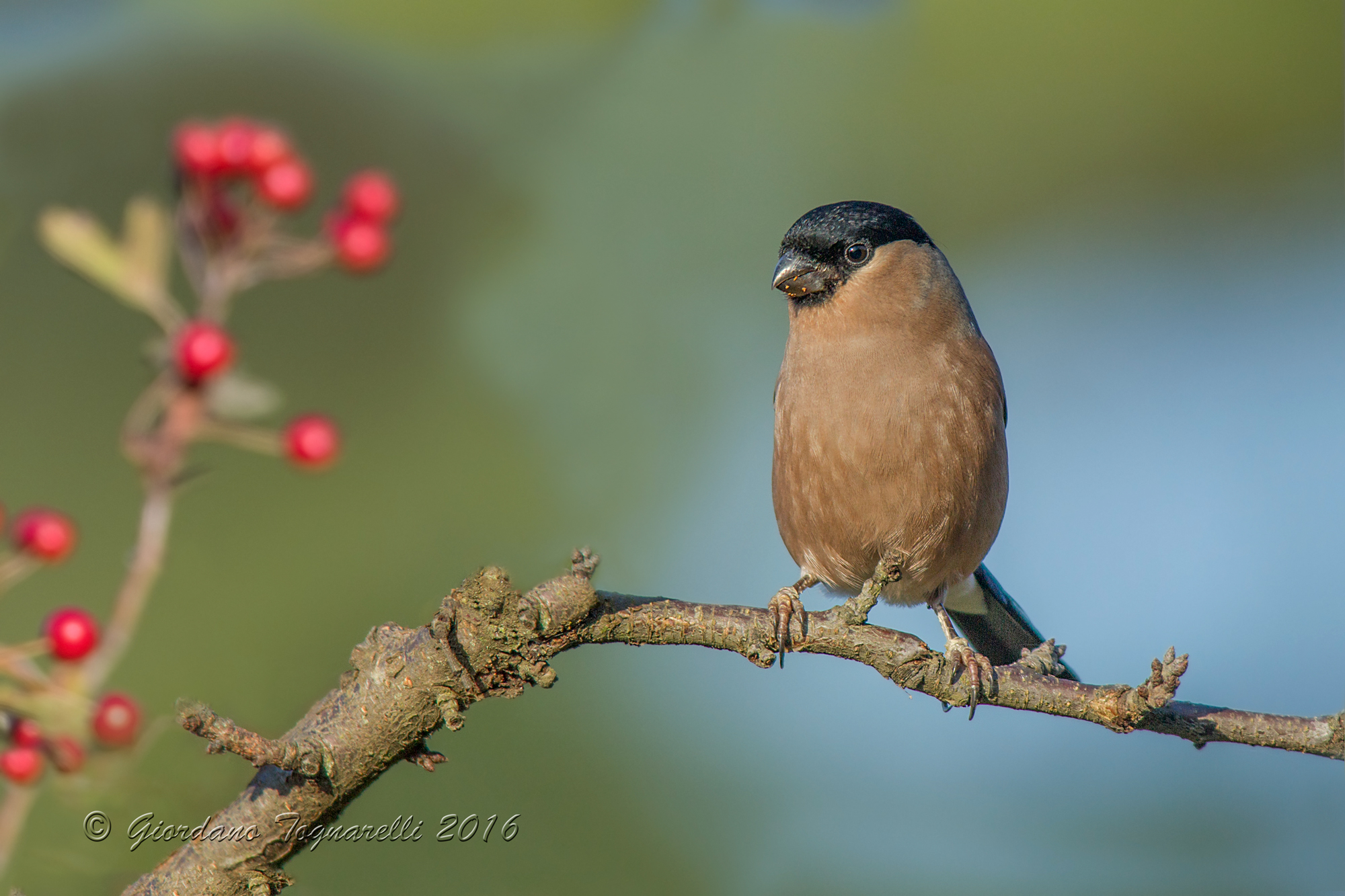 bullfinch F