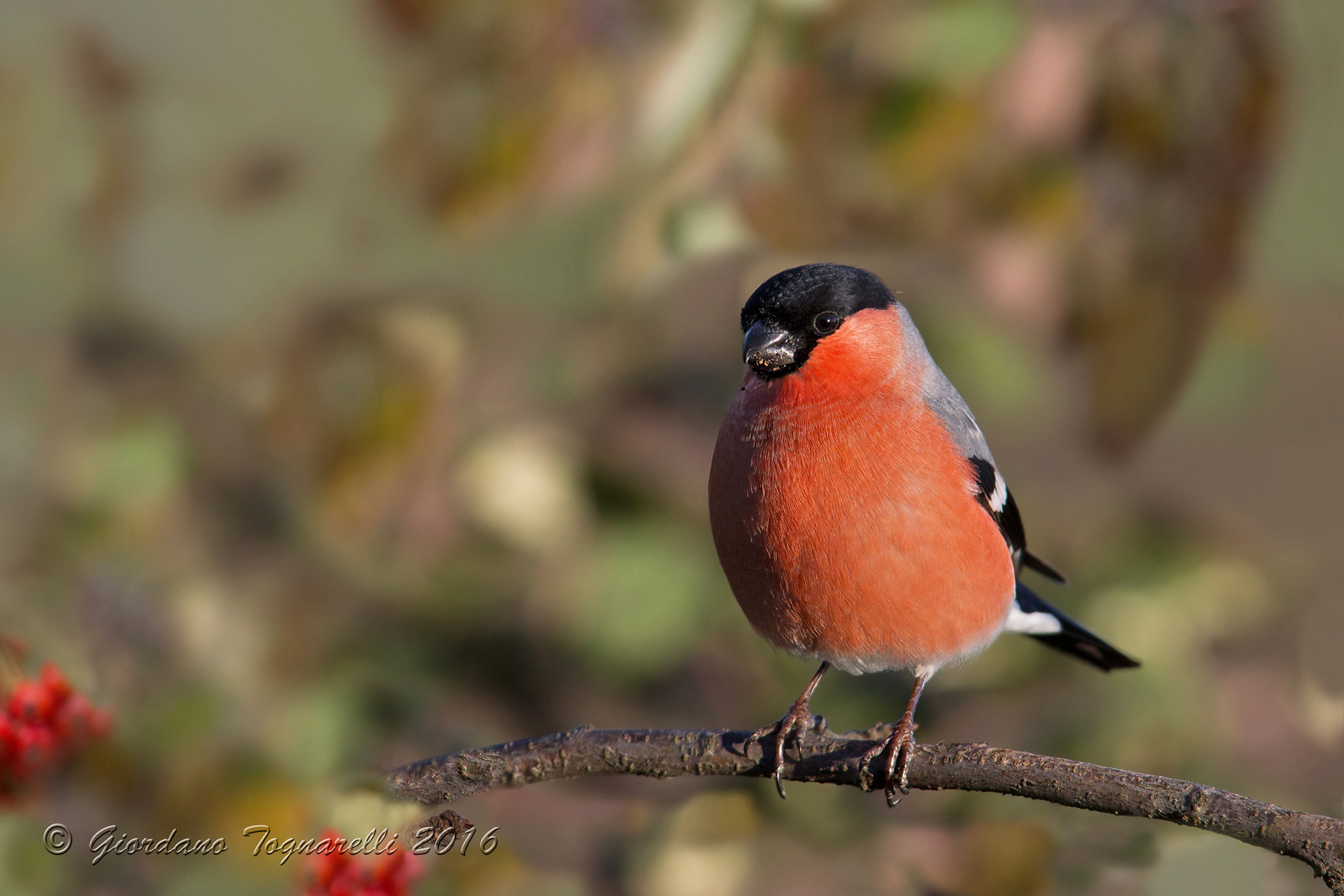 bullfinch M
