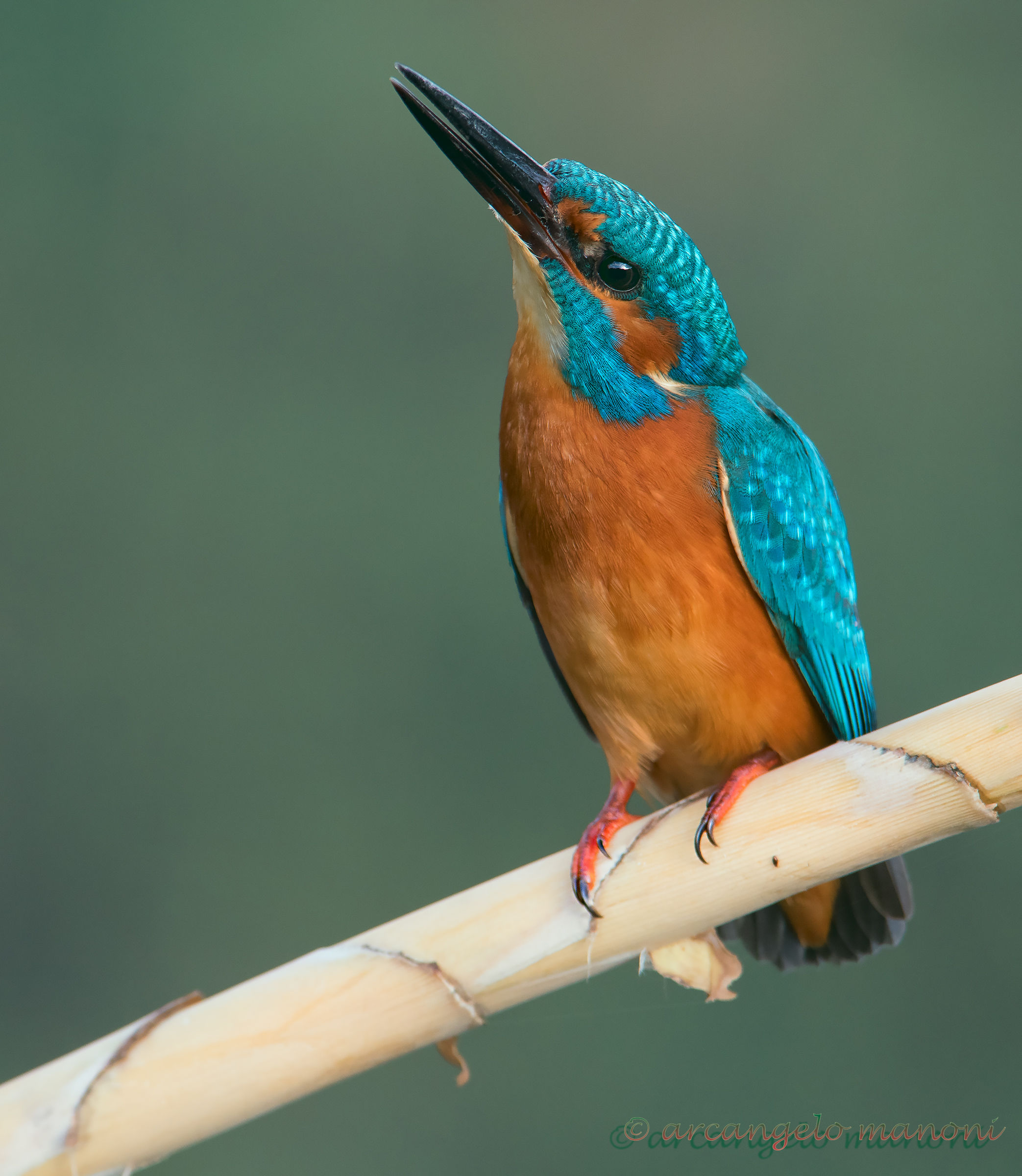 L'ululato del lupo di fiume