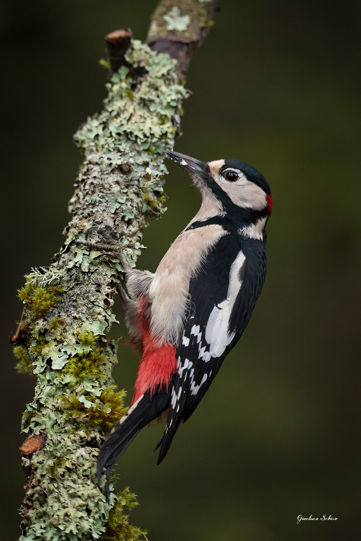 Great Spotted Woodpecker Male