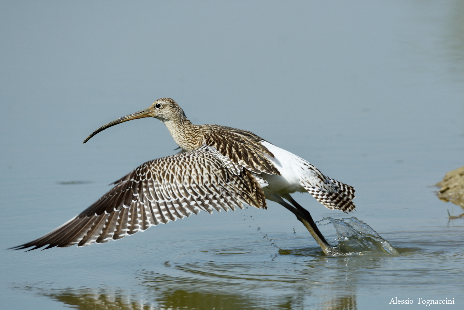 Decollo chiurlo maggiore