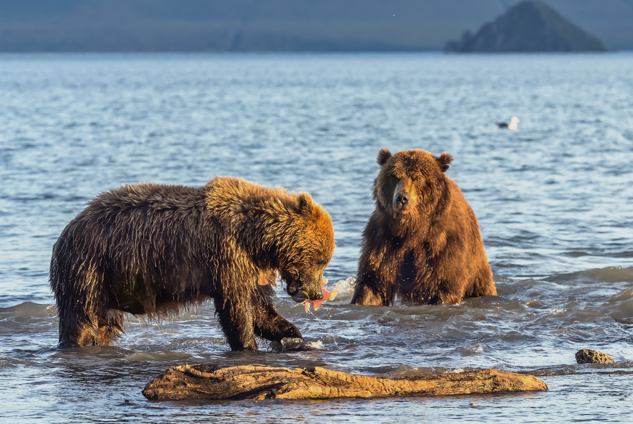 Kamchatka 2016 - Invidia