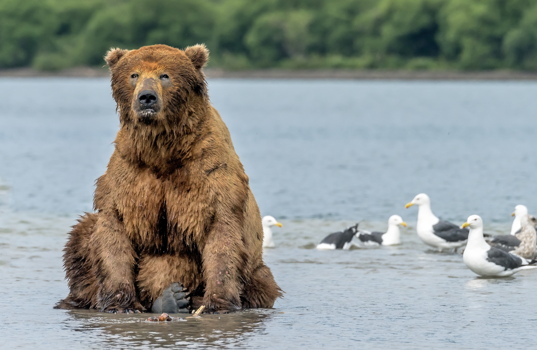 Kamchatka 2016 - Maschio montagna