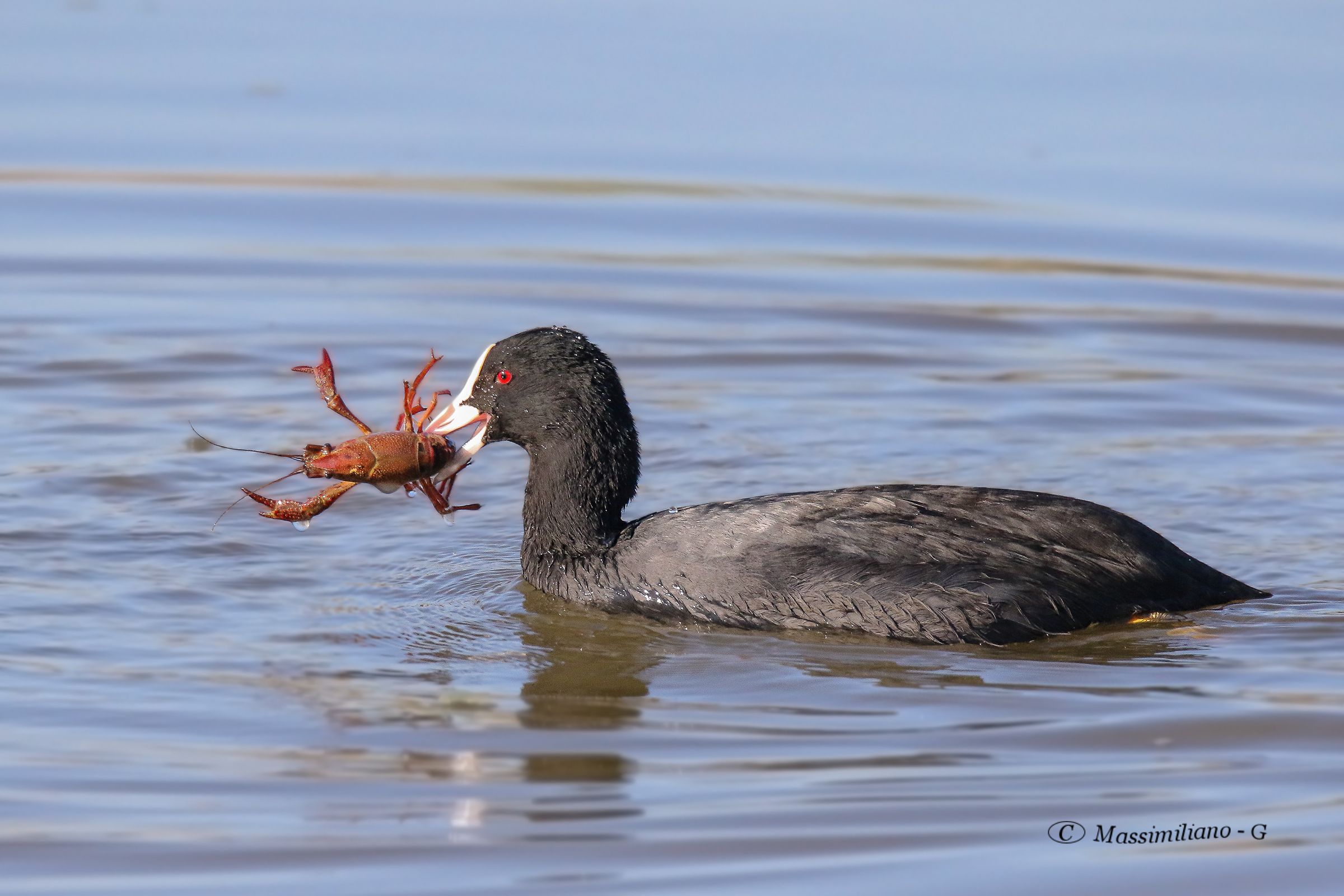 Coot Vs Shrimp killer