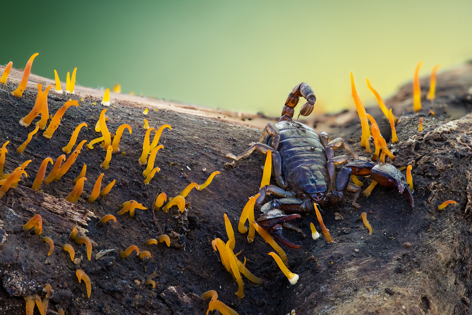 Scorpioncino maremmano