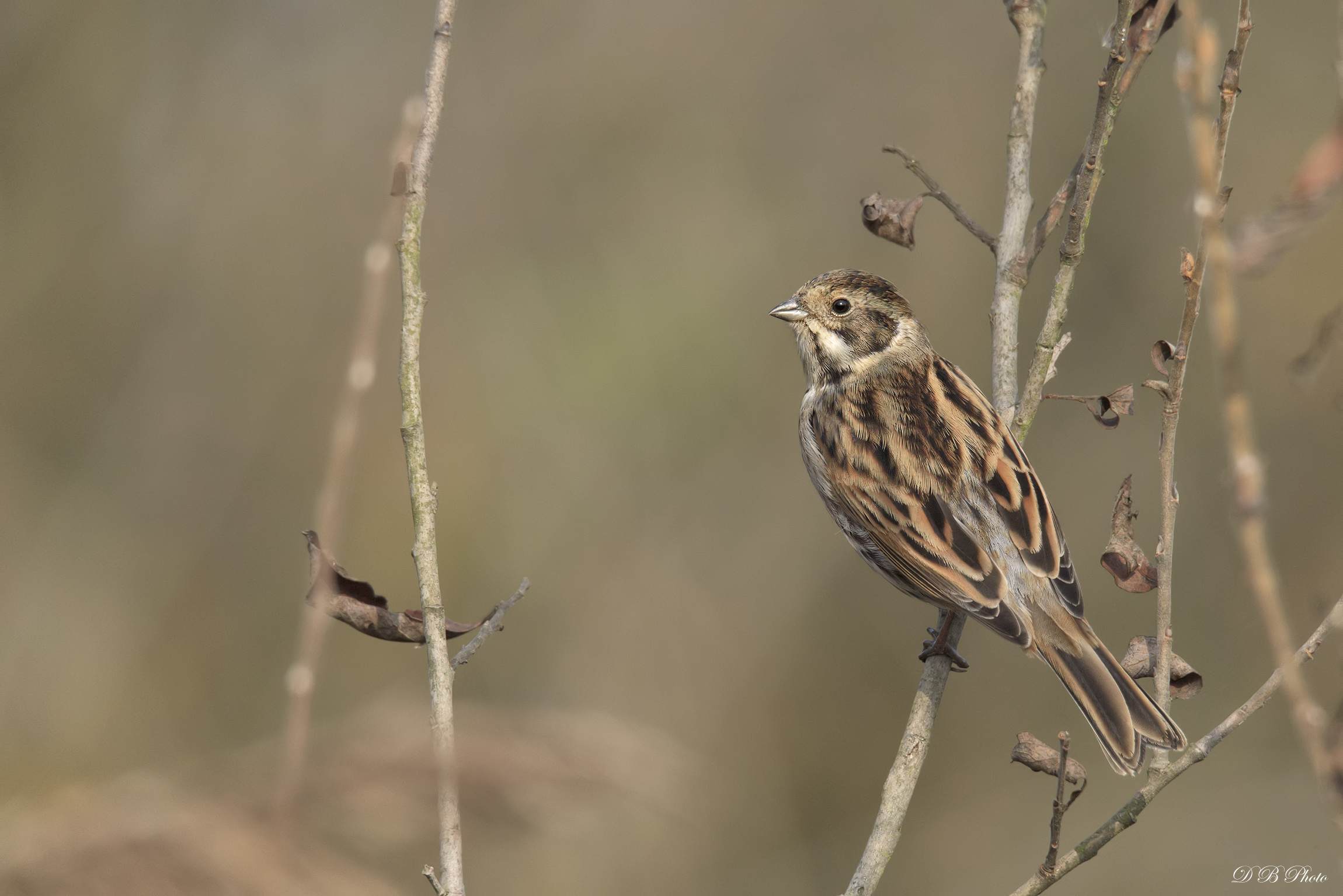 Migliarino di palude- Emberiza schoeniclus.
