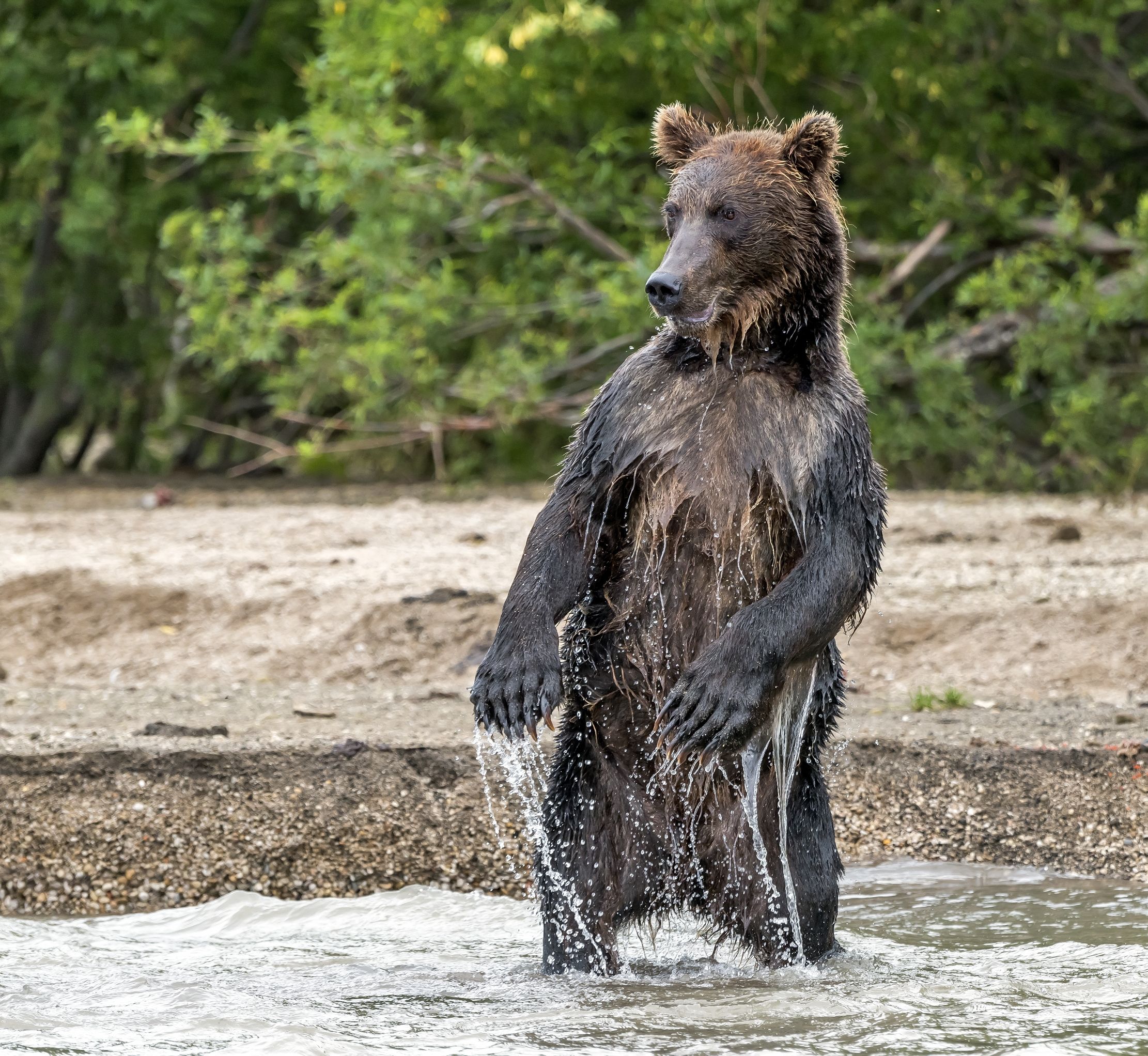 Kamchatka 2016 - Bipede