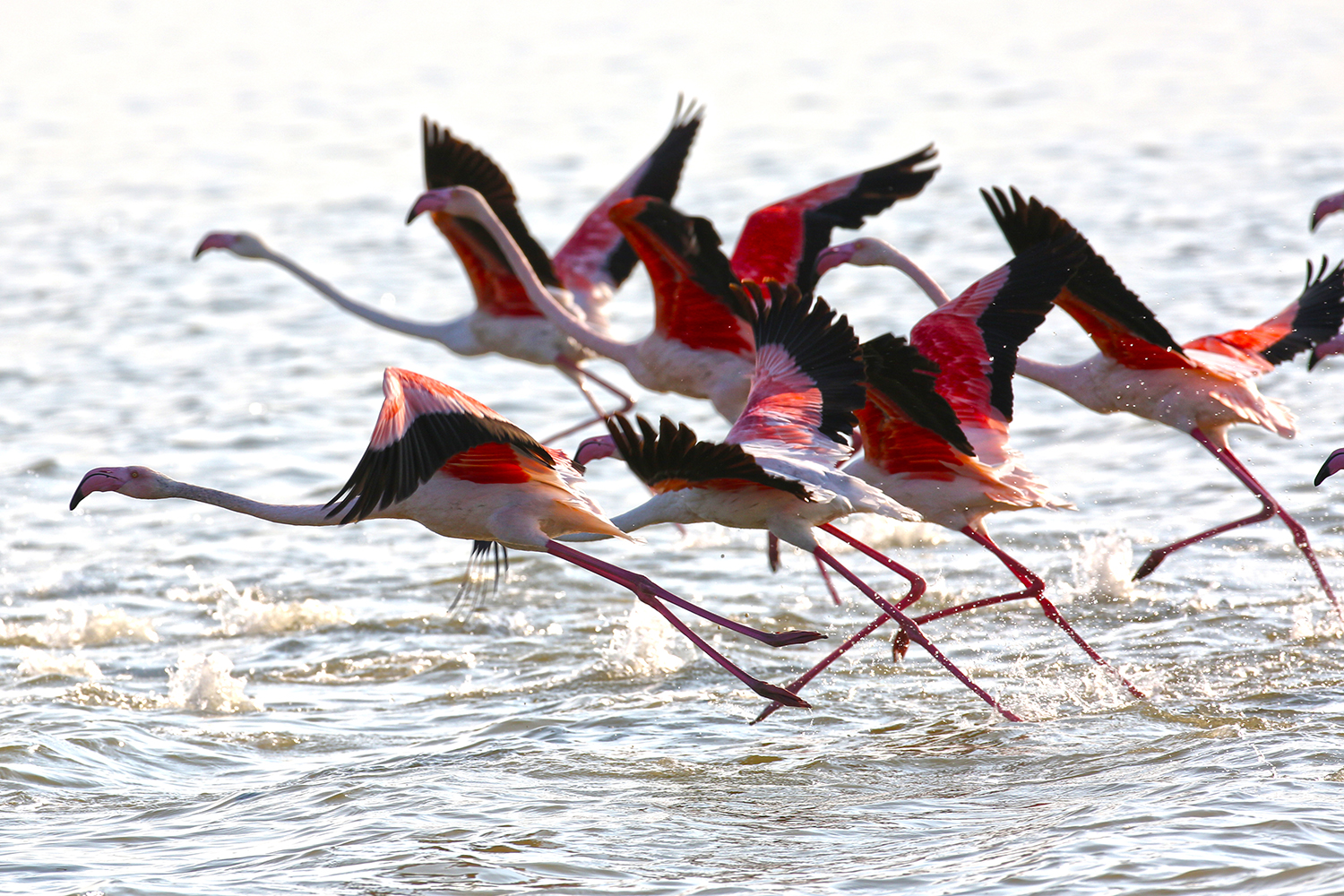 flamingos departing