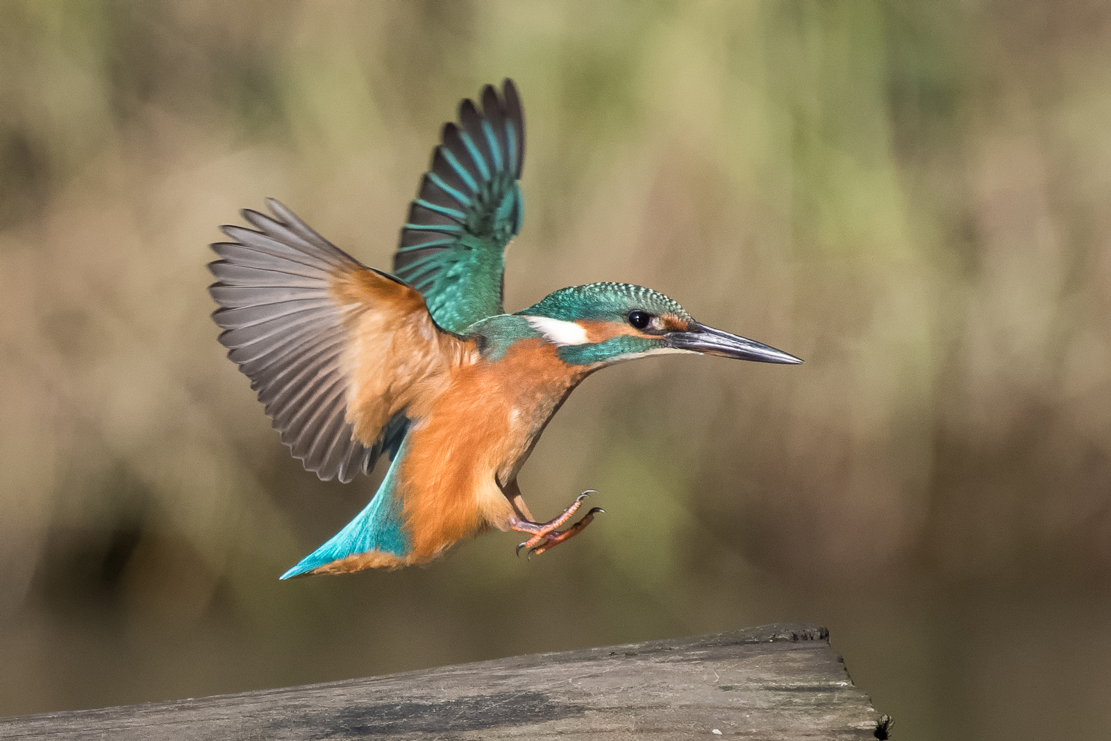 Kingfisher