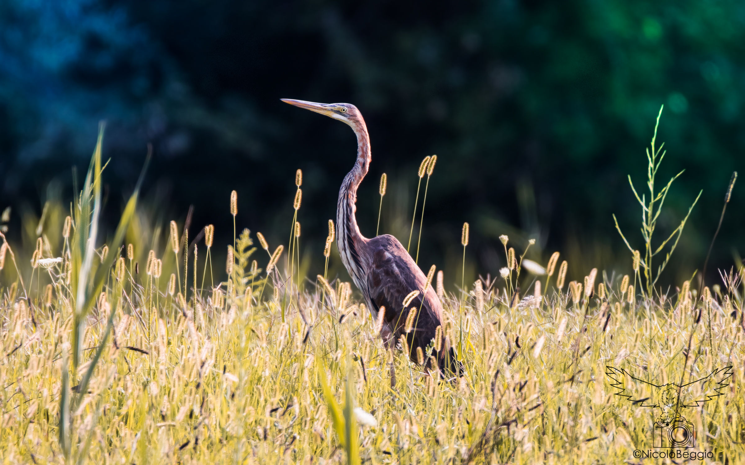 light games .. Purple heron