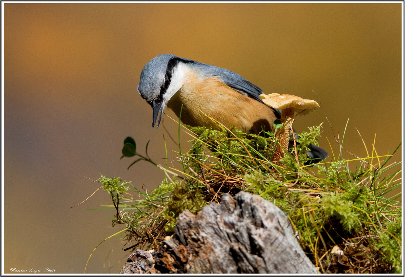 nuthatch