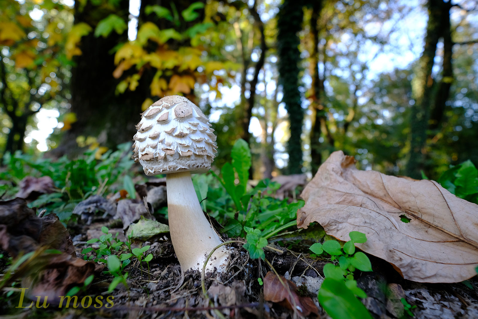 La mazza senza tamburo.