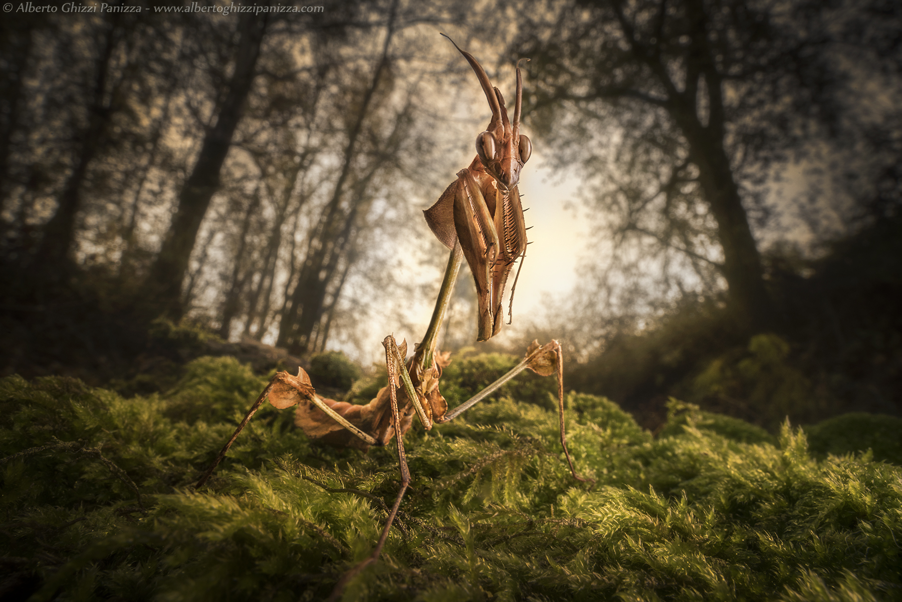 Attenti alle sacre creature del bosco