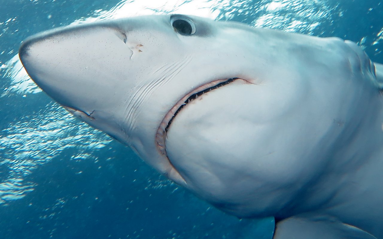 Primo piano di una verdesca