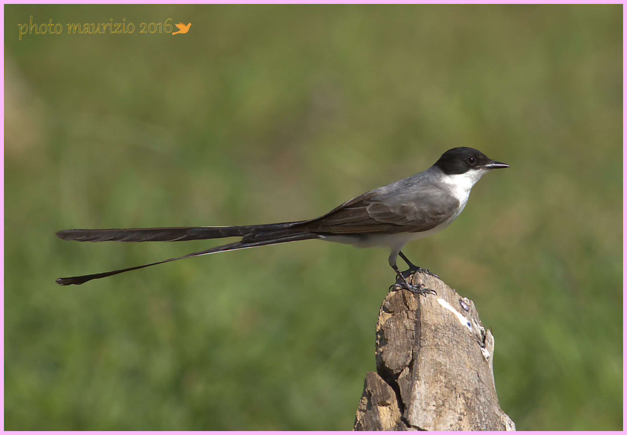 Southern codaforcuta tyrant!