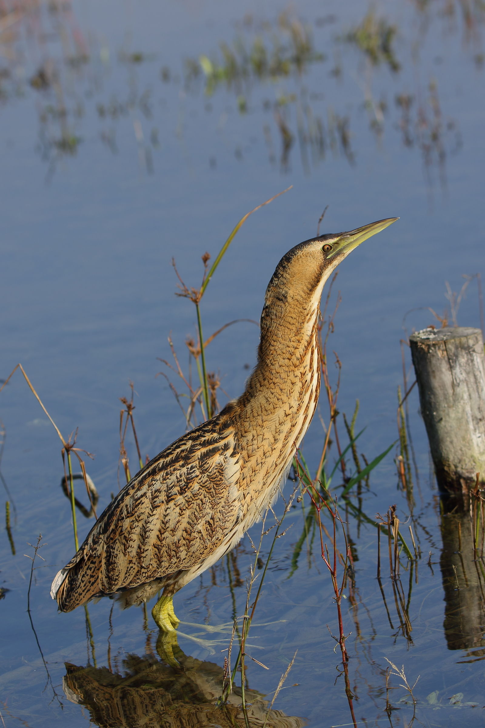 Bittern