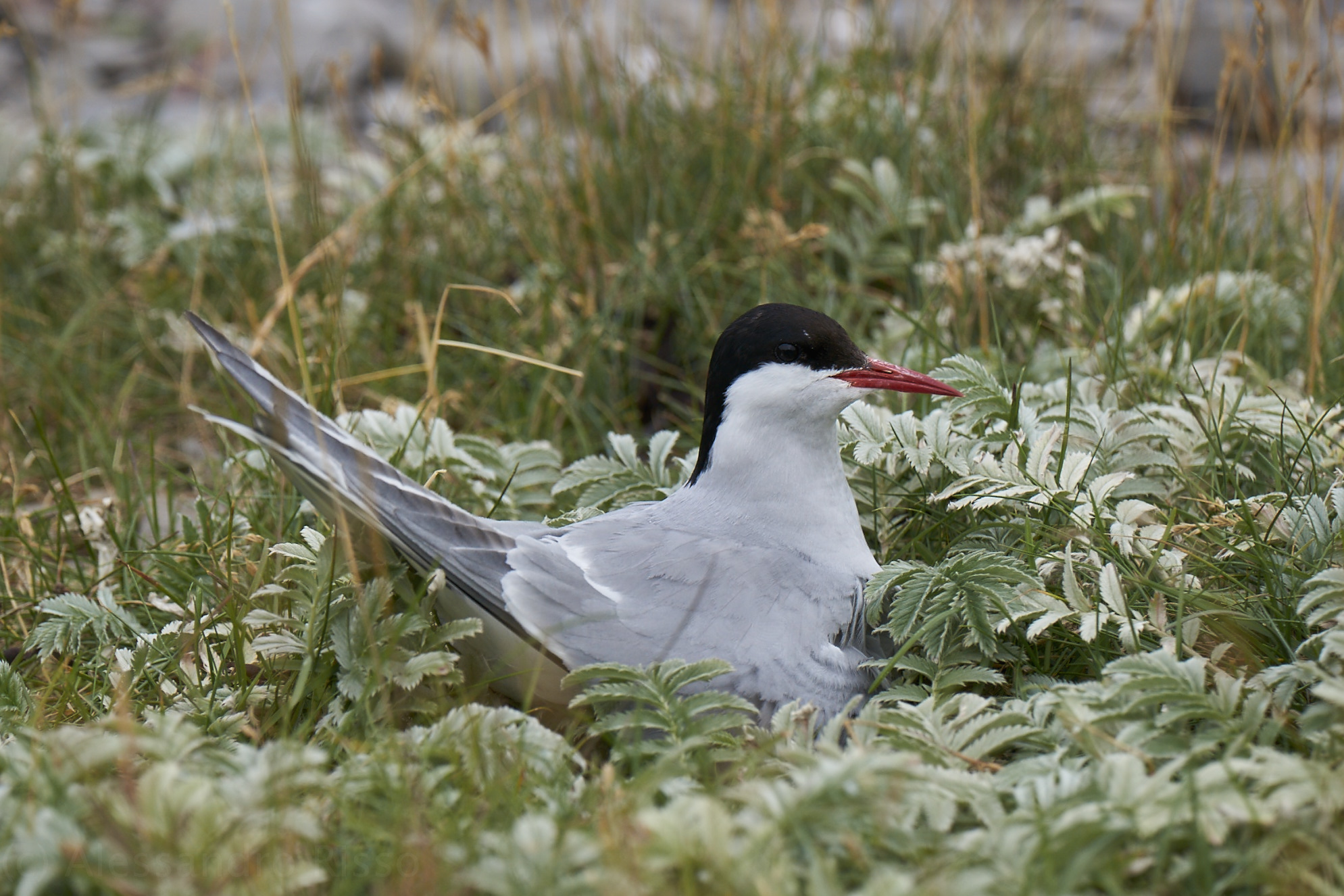 Arctic terns to nest