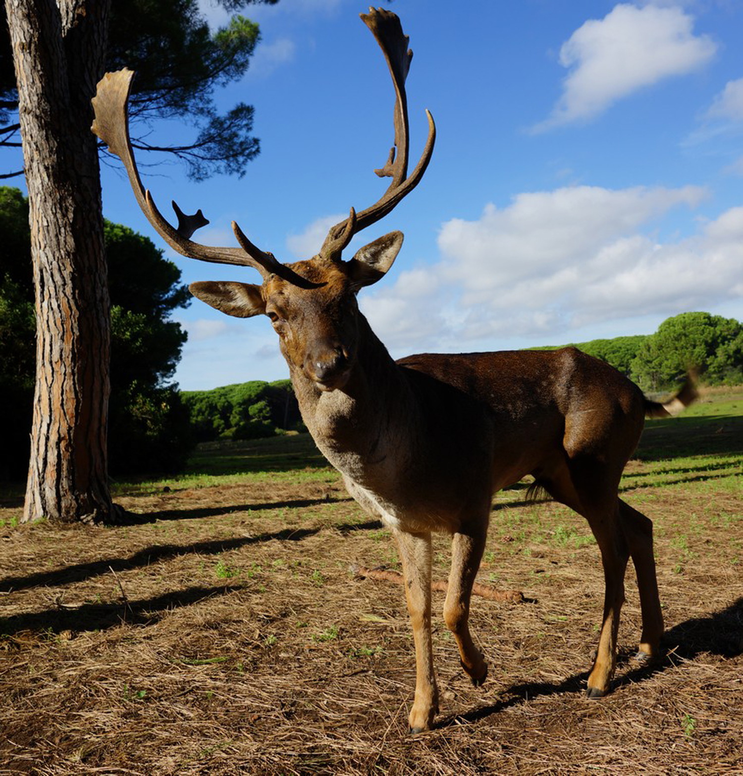 il Re della Feniglia