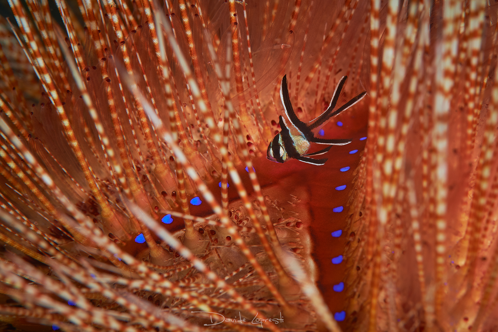Juvenile Cardinalfish on a fire urchin