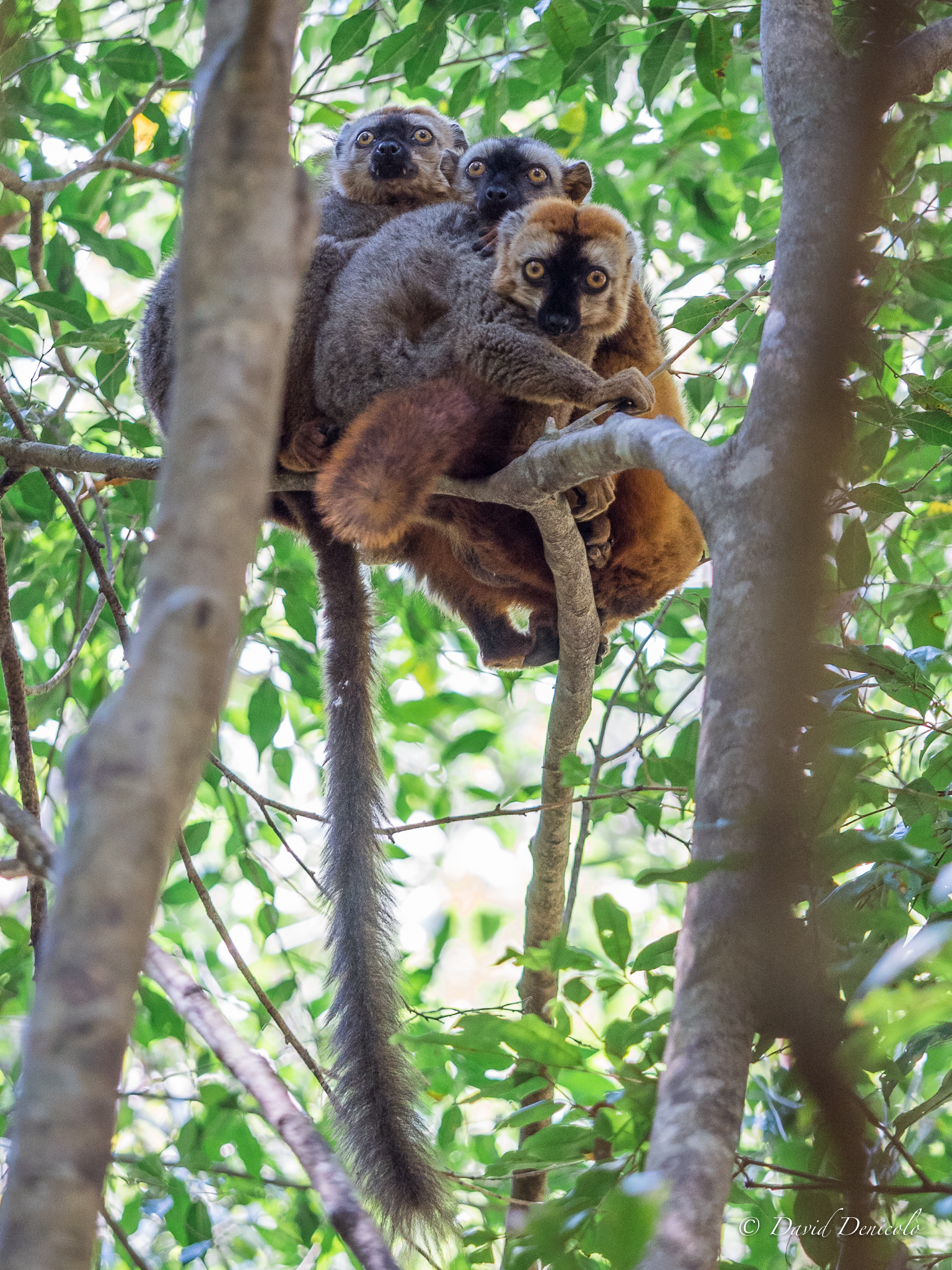 Common Brown Lemur