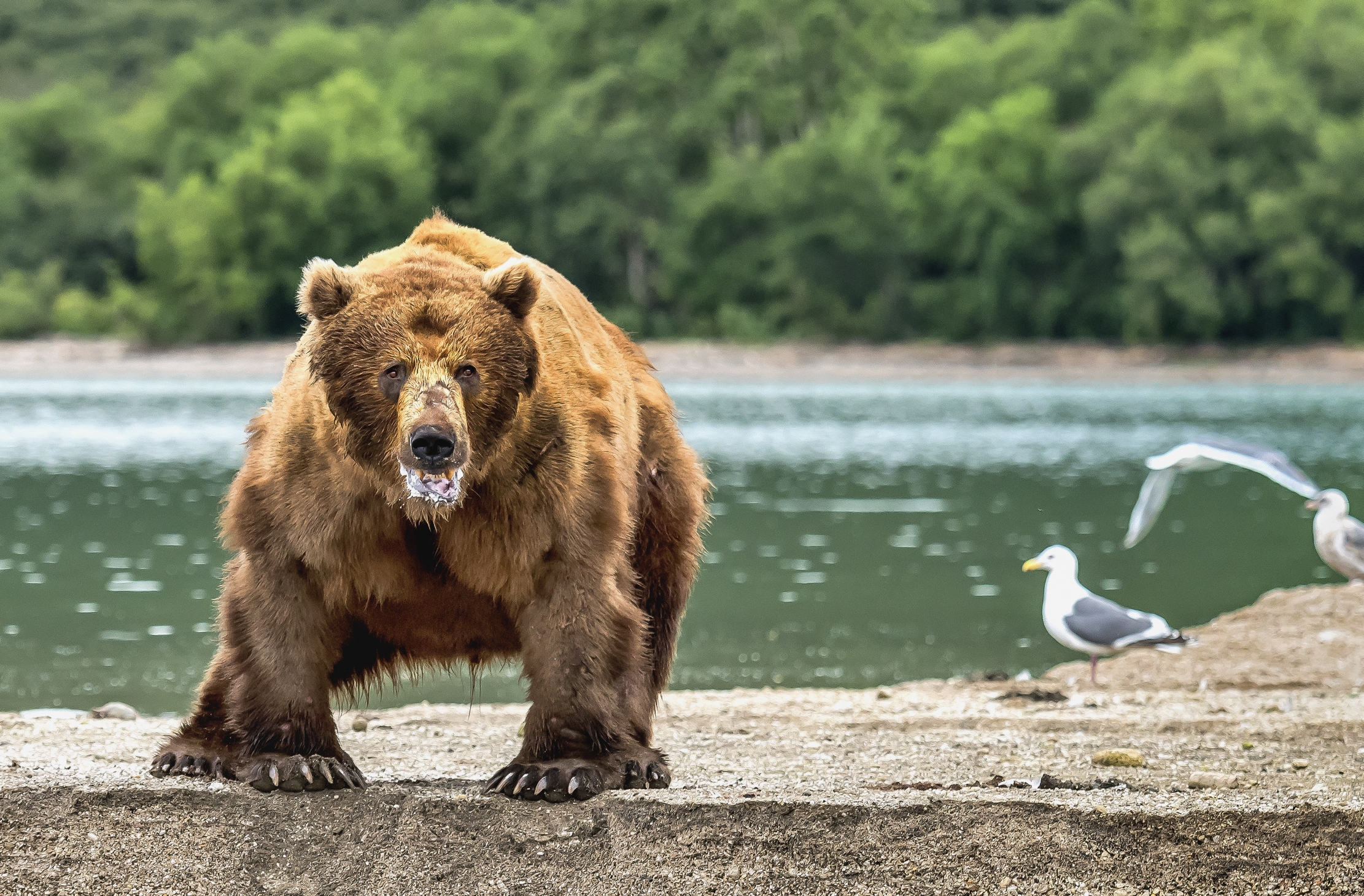 Kamchatka 2016 - Maschio