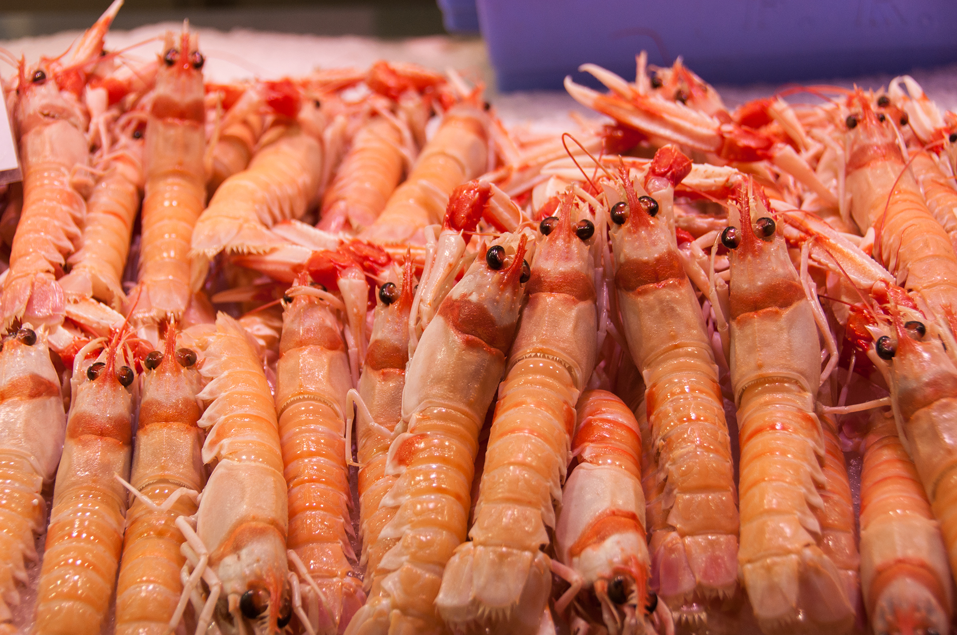 Shrimp Market