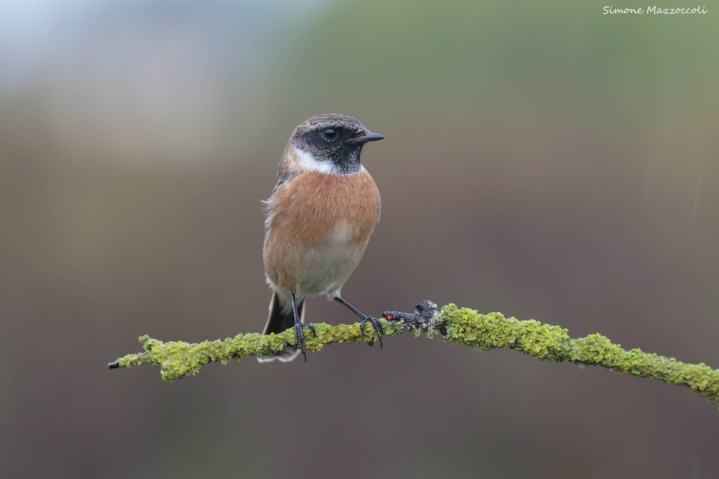 stonechat
