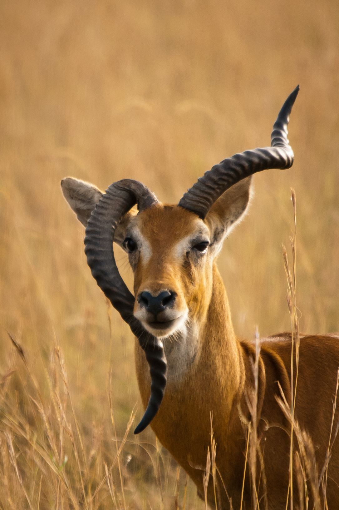 Today I have the horns turn .............