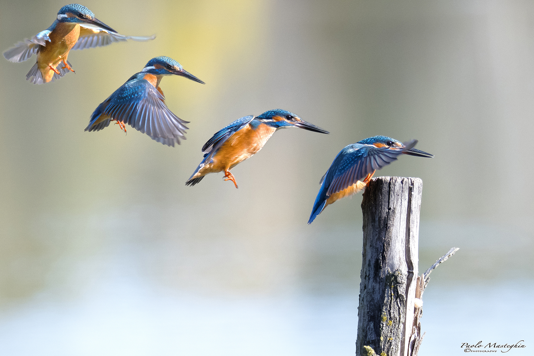 Atterraggio martino...