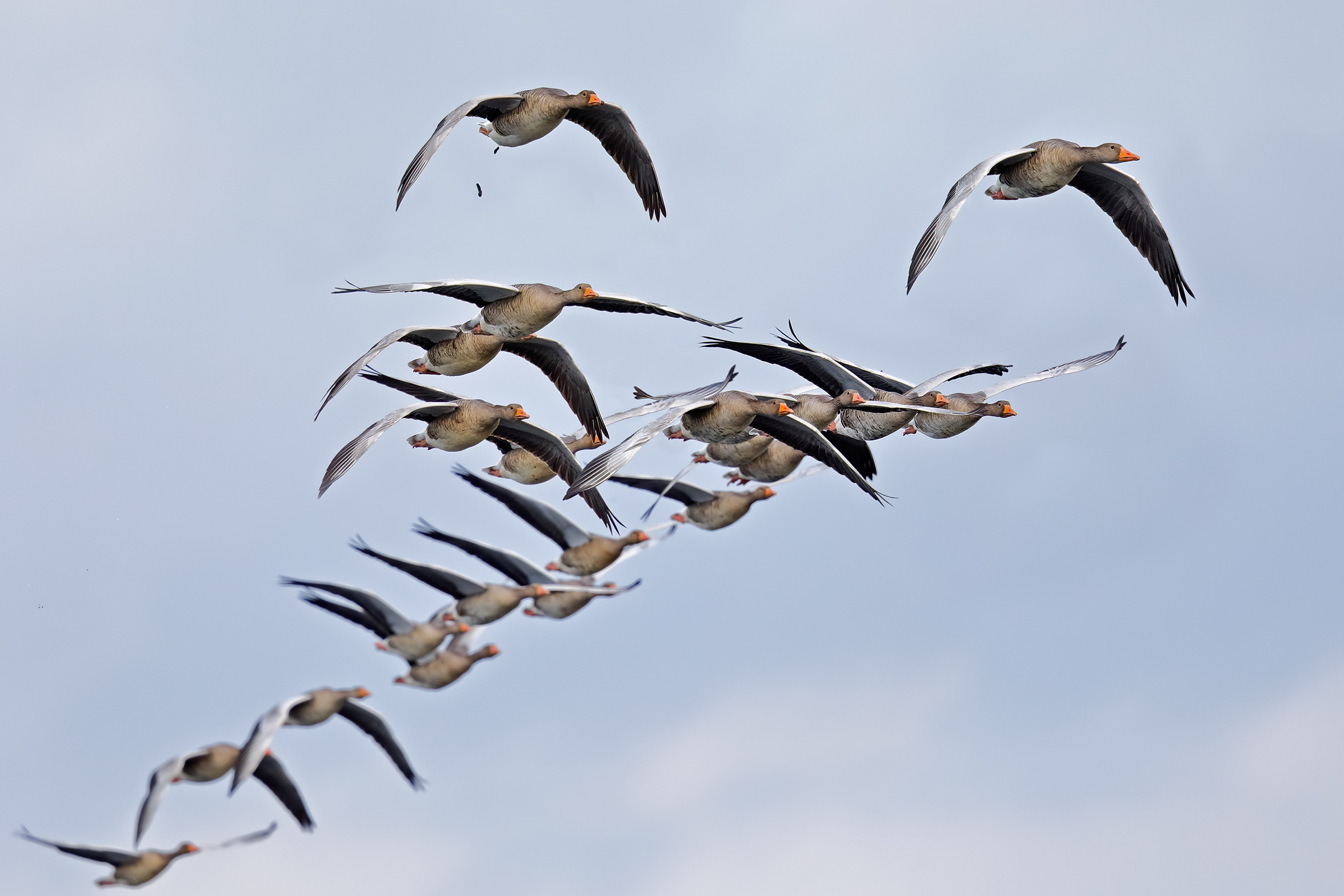 and 'fall, came the wild geese