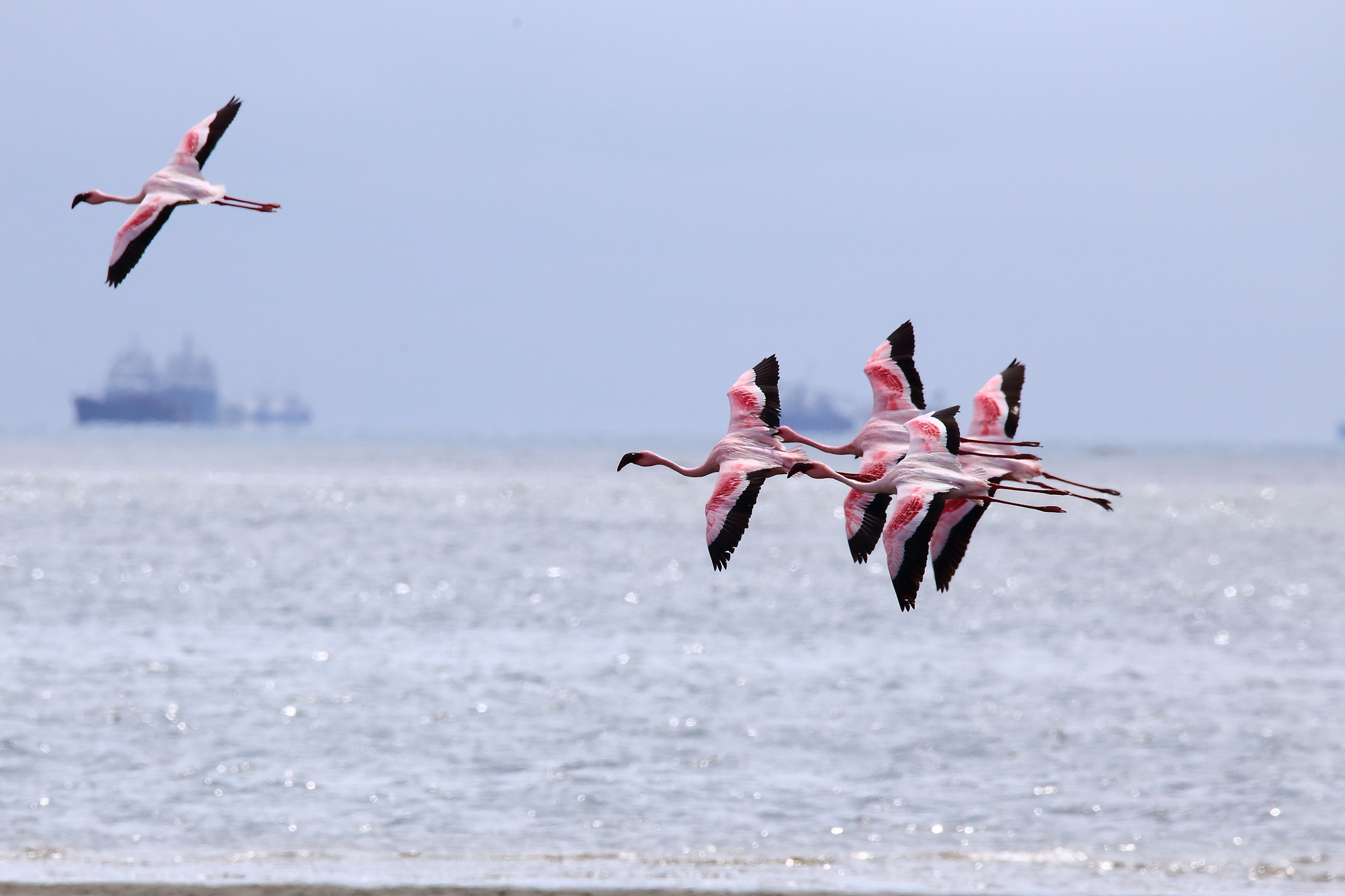 The flight of flamingos