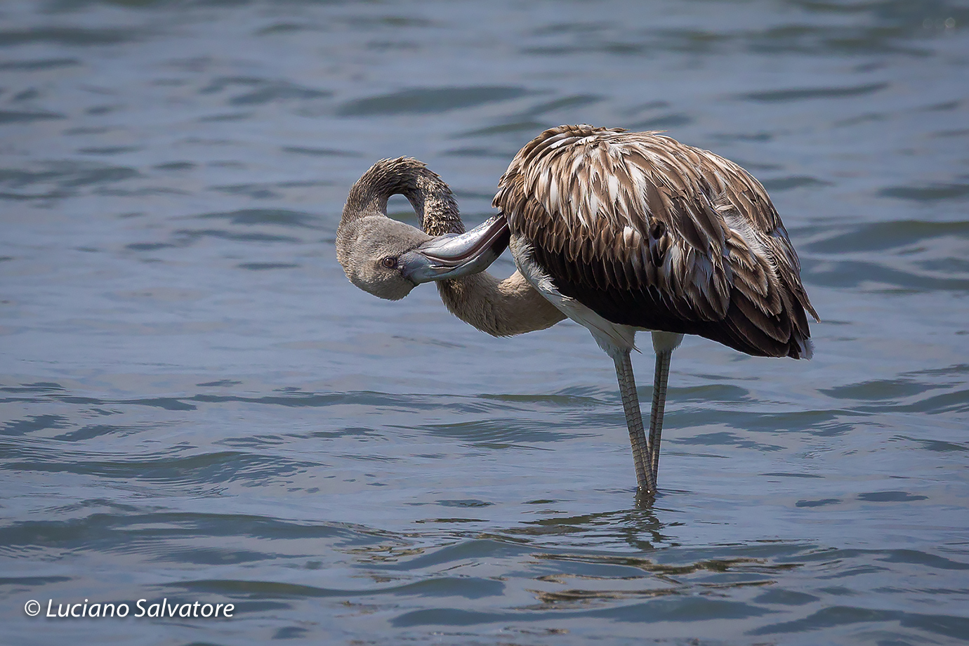 Il mondo visto al contrario? Un futuro davvero rosa