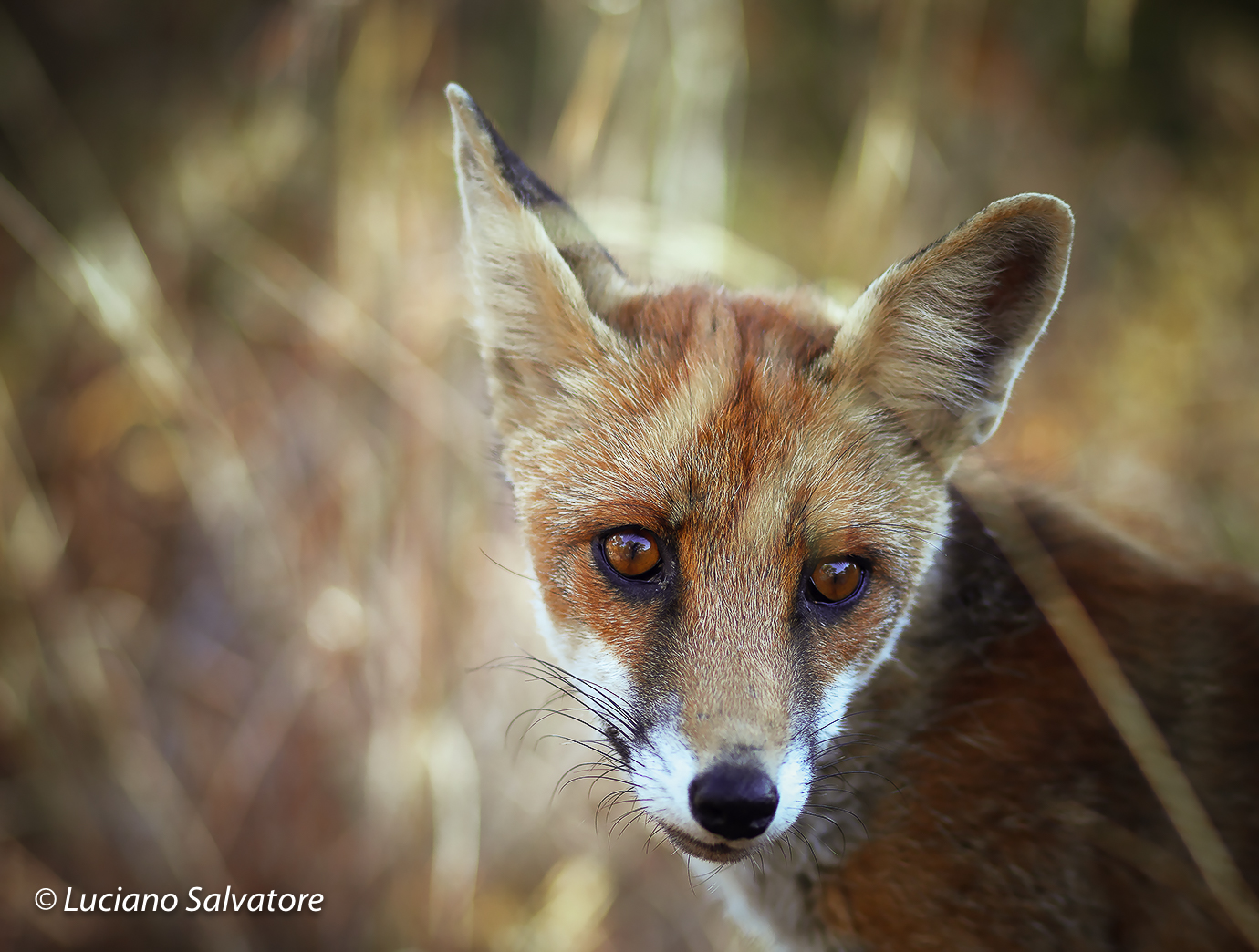 Le grazie dello sguardo