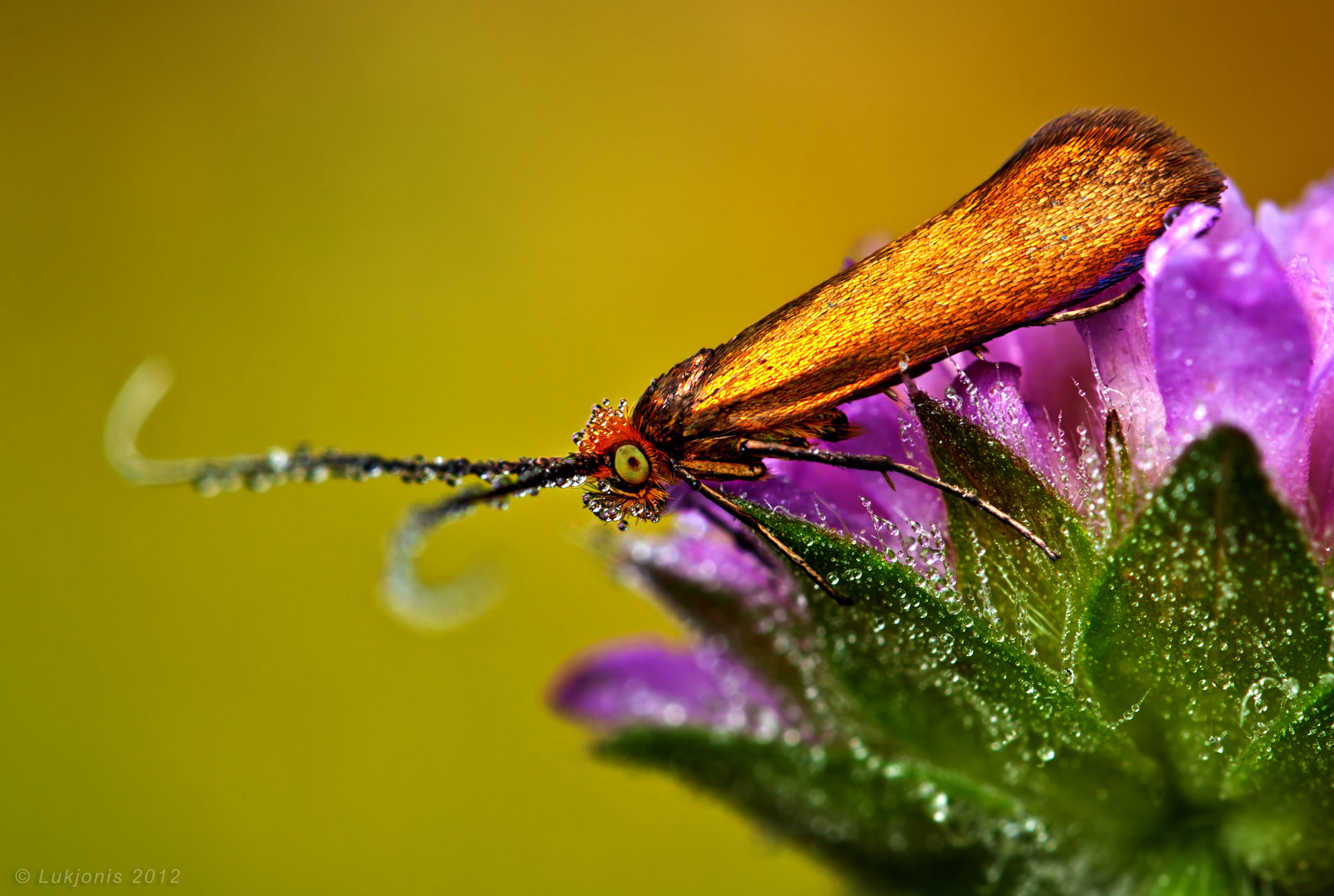 Brassy lungo corno - Nemophora metallica