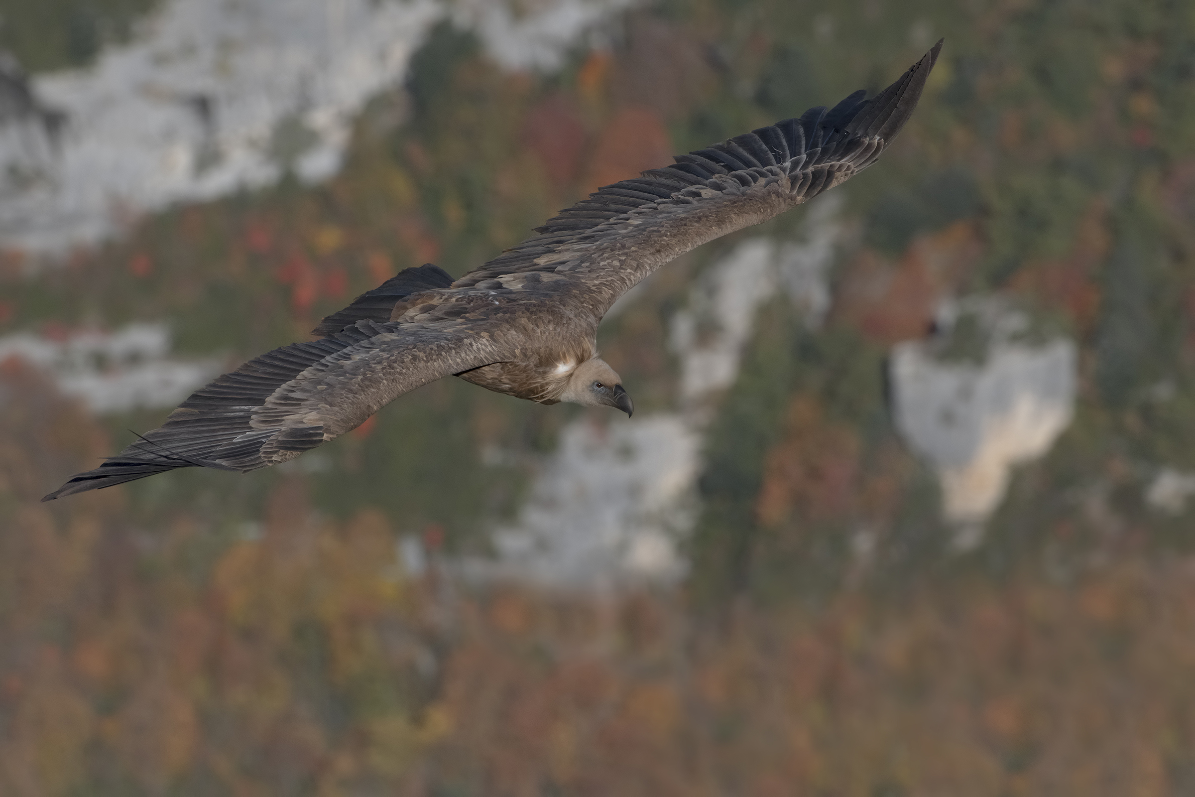 grifone in cornice autunnale