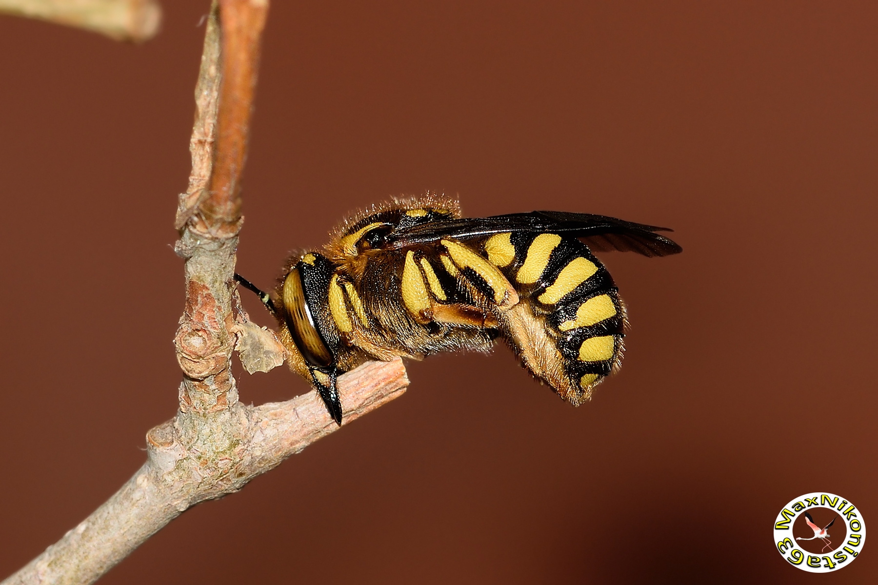 wasp