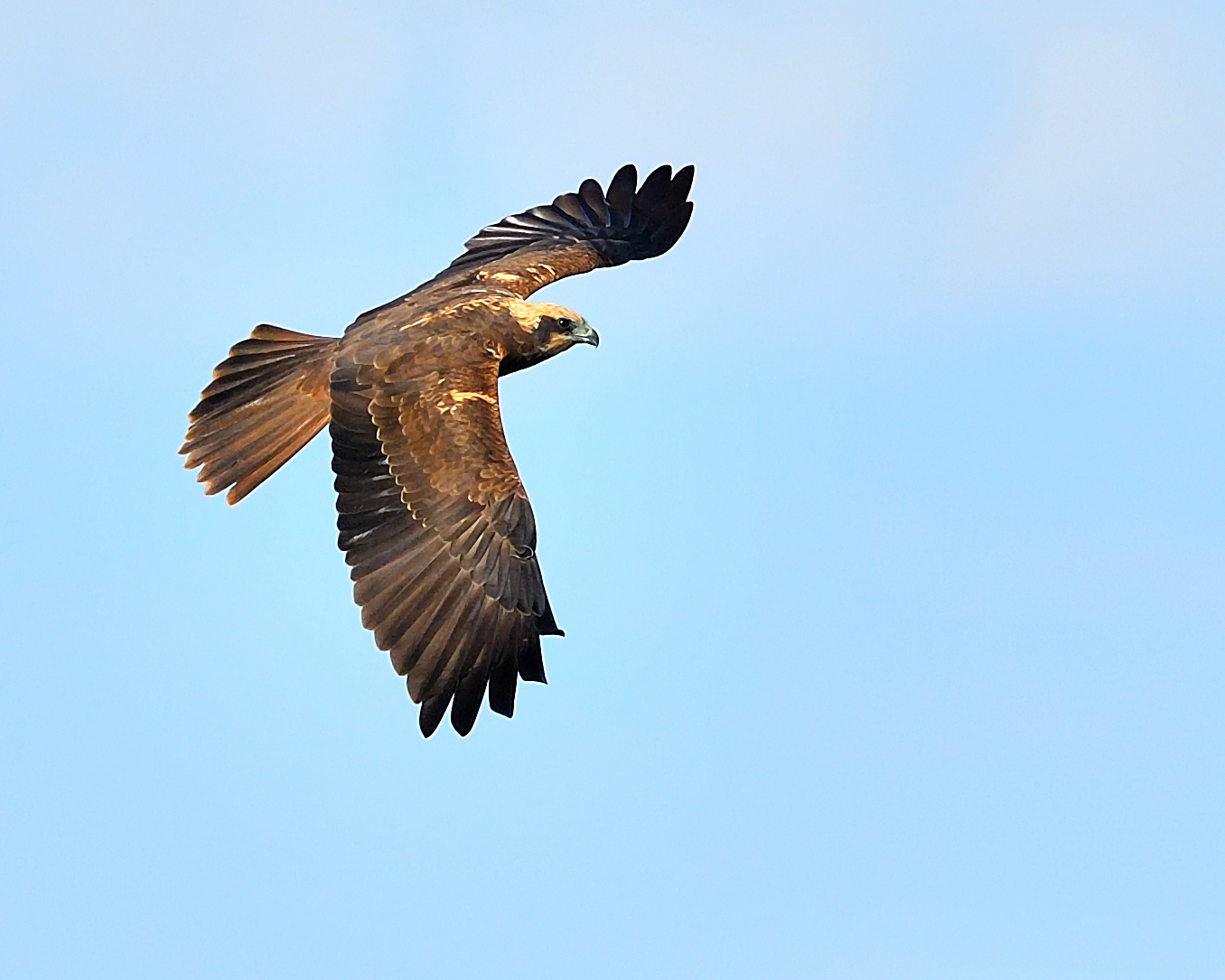 marsh harrier