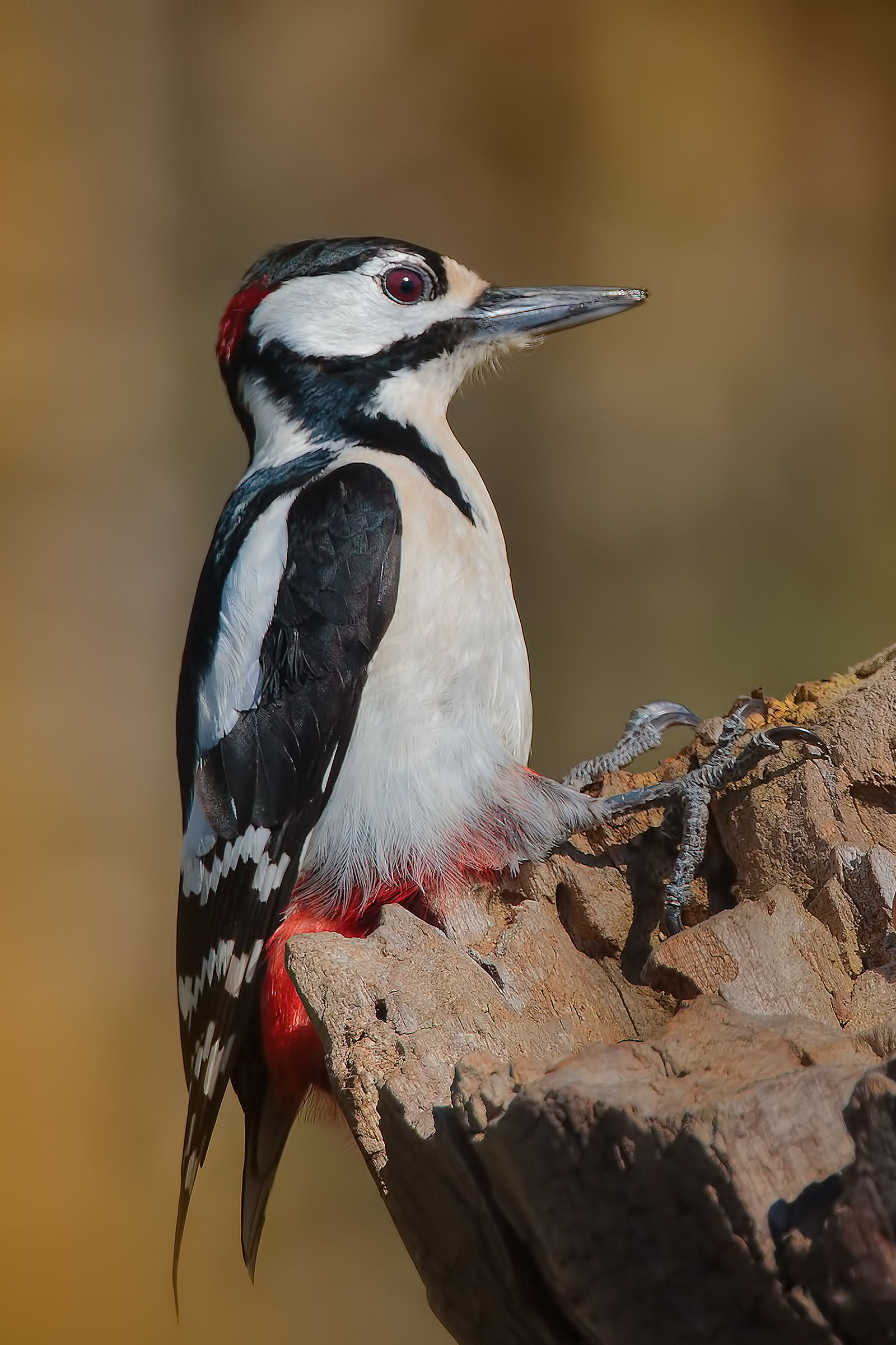 Picchio rosso maggiore (Dendrocopos major)
