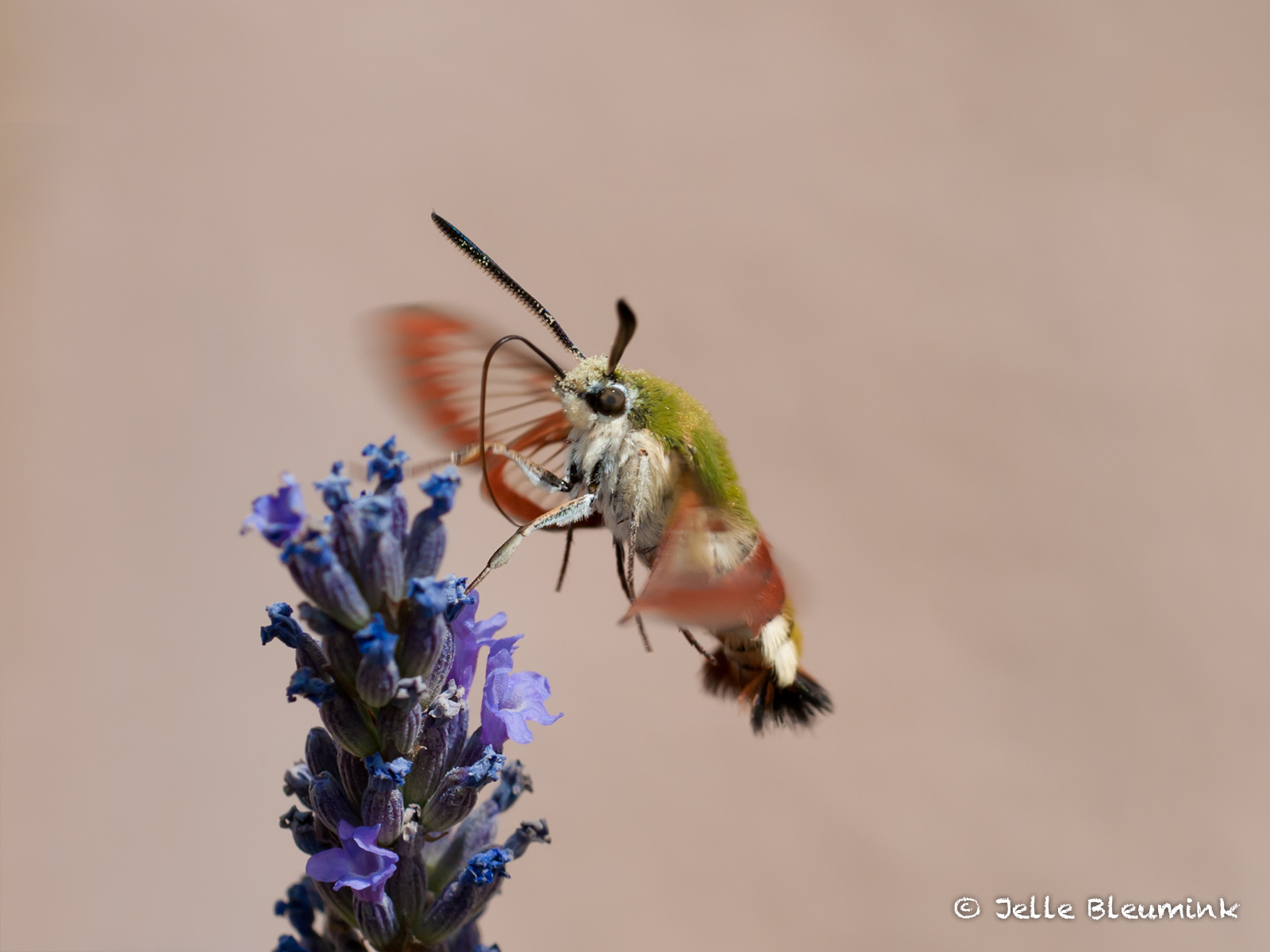 Loving the lavender - III