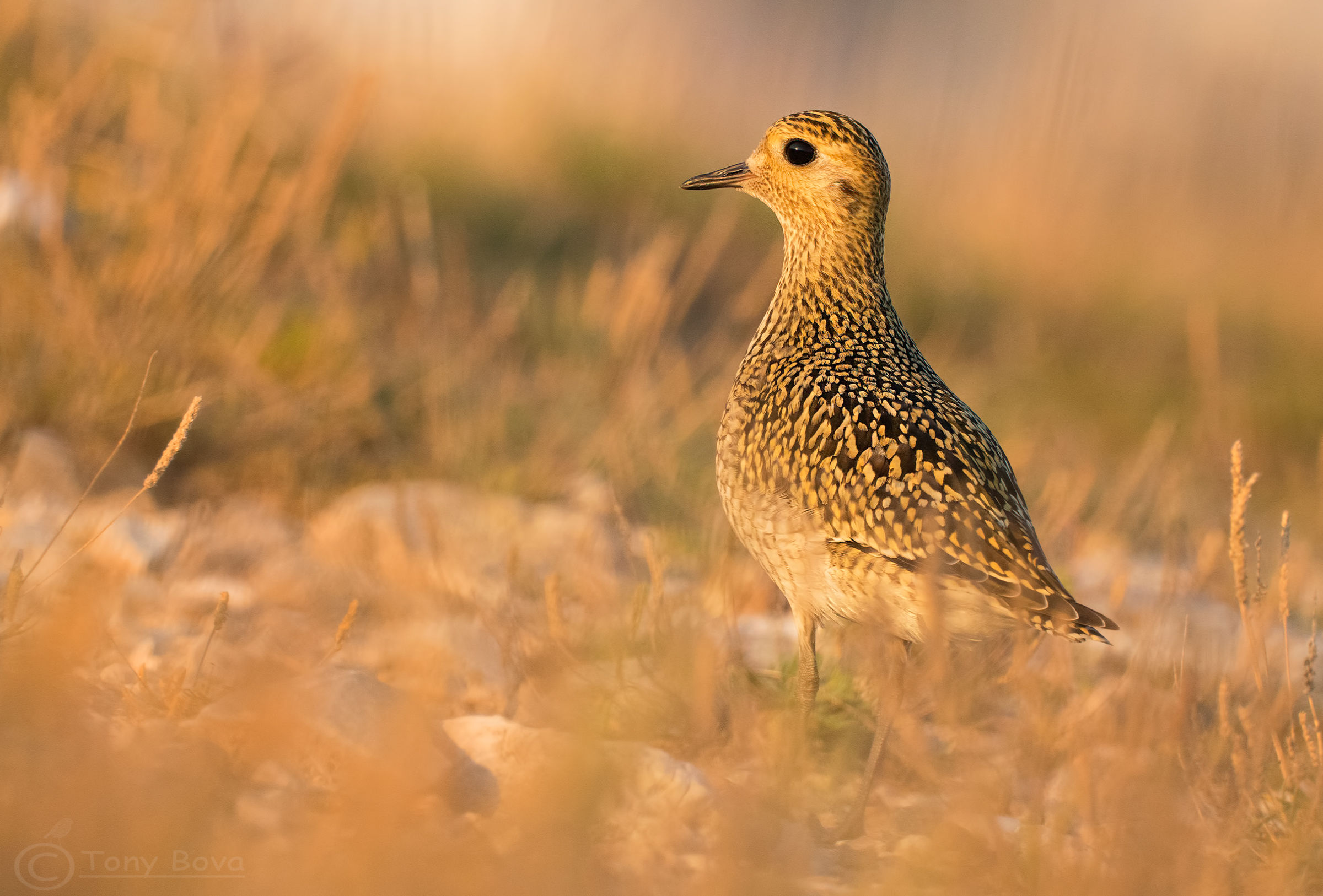 Golden Plover at sunset ...