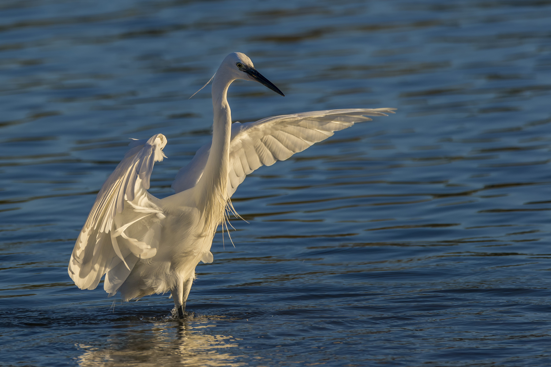 Garzetta con il sole della mattina