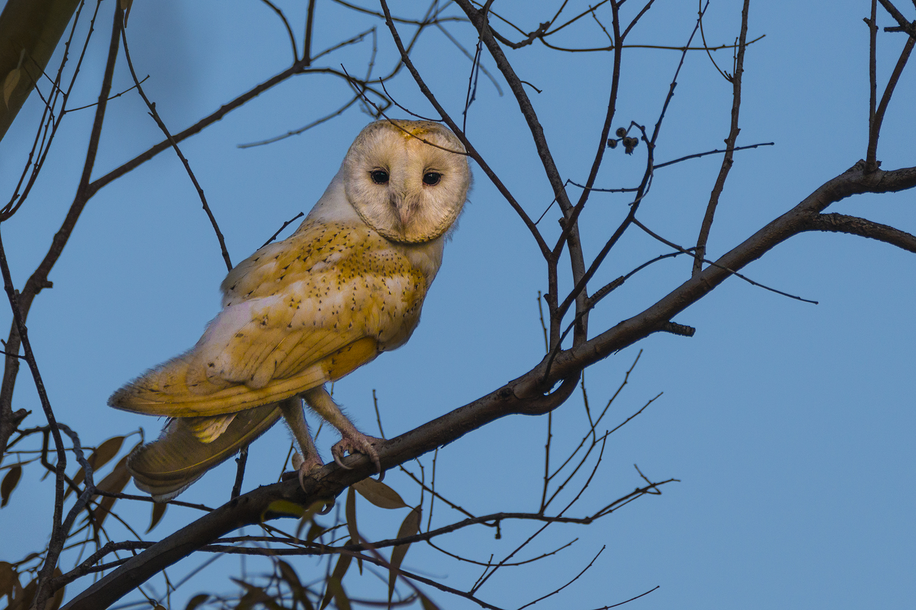 barn owl 1