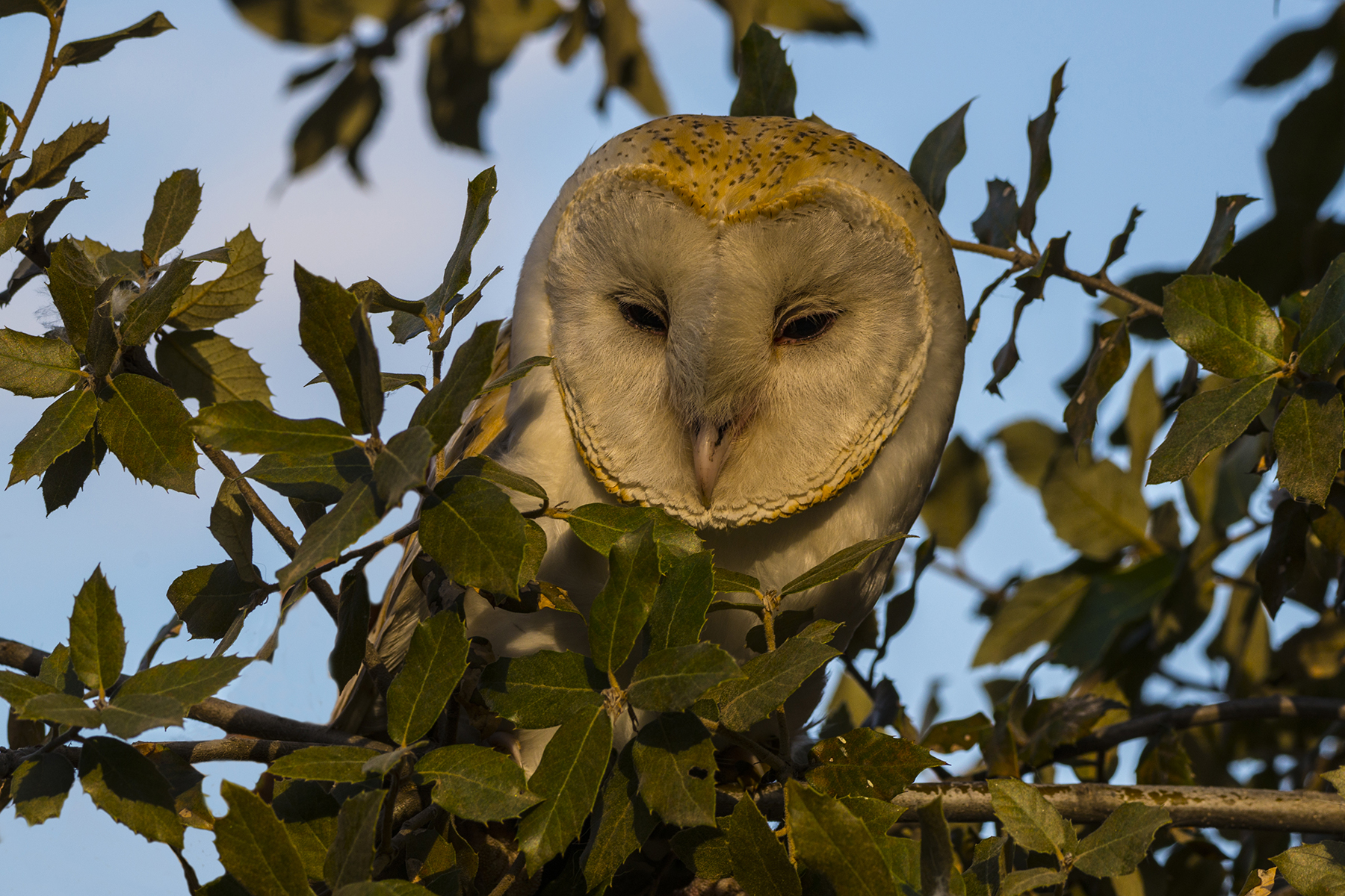 Barn Owl 3