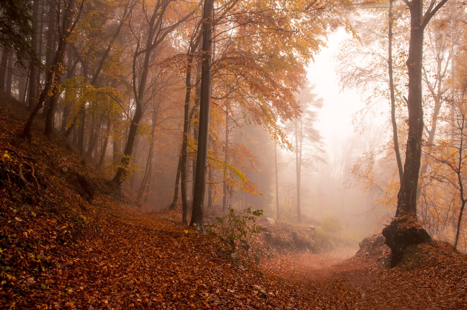 Nella nebbia d'autunno