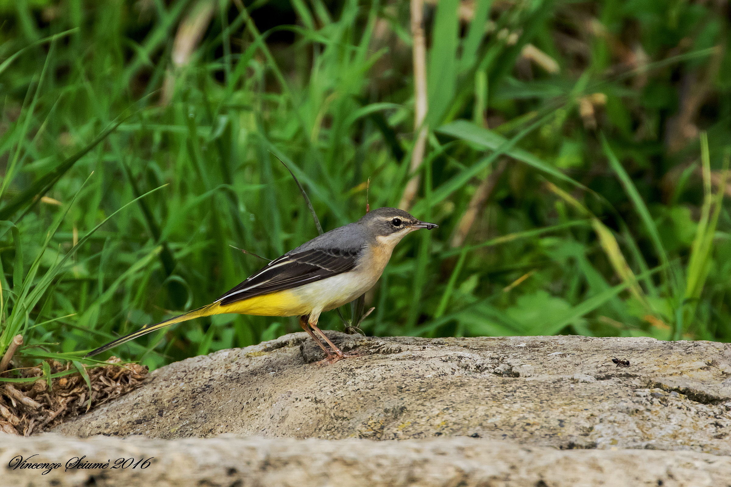 yellow wagtail
