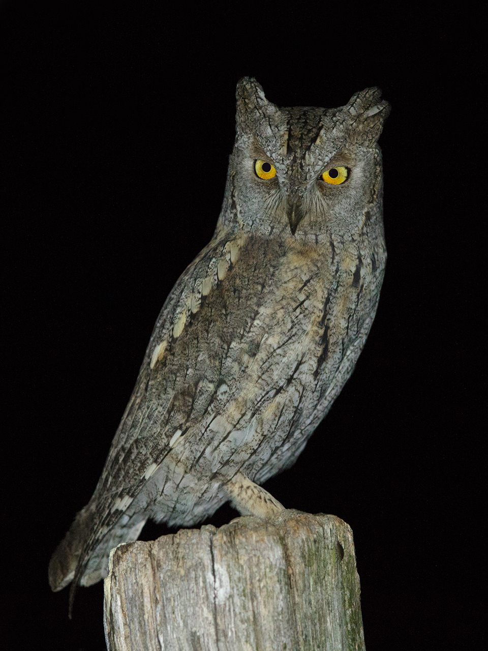 horned owl