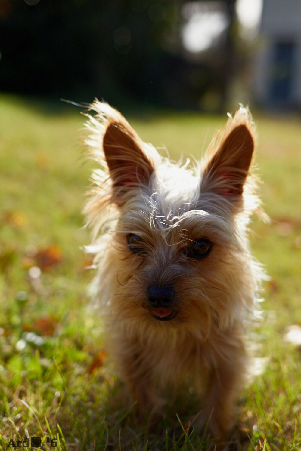 The Gremlin of the mother-in-law