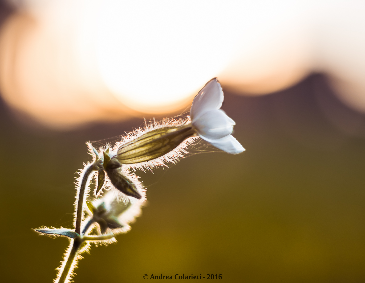 Tramonto e fiore bianco